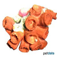 Orange-Cup Coral (LPS) (Tubastraea coccinea)