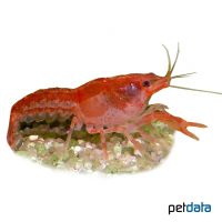 Orange Dwarf Crayfish (Cambarellus patzcuarensis 'Orange')