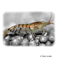 Orange Eye Tiger Shrimp (Caridina mariae 'Orange Eye')