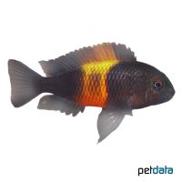 Orange Flame Bemba (Tropheus moorii 'Bemba')