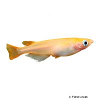 Orange Japanese Ricefish (Oryzias latipes 'Orange')
