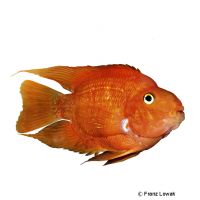 Orange Parrot Cichlid (Cichlidae sp. 'Orange Parrot')