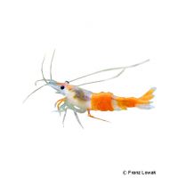 Orange Rili Shrimp (Neocaridina sp. 'Orange Rili')