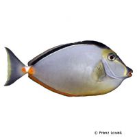 Orange Spine Surgeonfish (Naso lituratus)