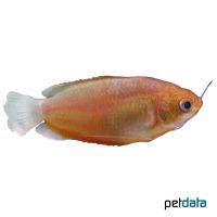 Orange Thicklip Gourami (Trichogaster labiosa 'Orange')