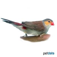 Orange-cheeked Waxbill (Estrilda melpoda)