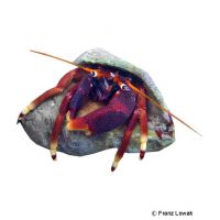 Orangeclaw Hermit Crab (Calcinus tibicen)
