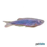 Orangefin Danio (Danio kyathit)