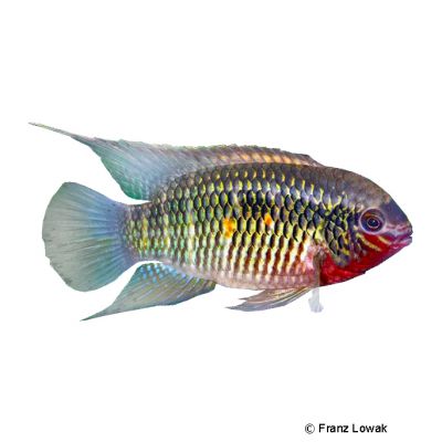 Orangefin Laetacara (Laetacara fulvipinnis) - Pet Wiki