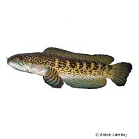 Orangespotted Snakehead (Channa aurantimaculata)