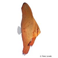 Orbicular Batfish (Platax orbicularis)