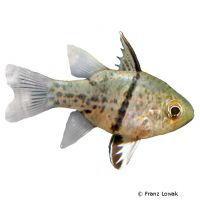 Orbiculate Cardinalfish (Sphaeramia orbicularis)