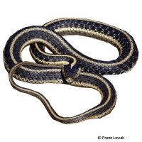 Oregon Garter Snake (Thamnophis atratus hydrophilus)
