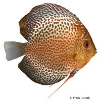 Oriental Dreams Discus (Symphysodon aequifasciatus var.)