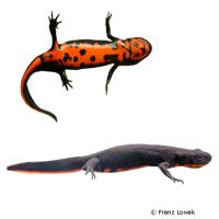 Oriental Fired-bellied Newt (Cynops orientalis)