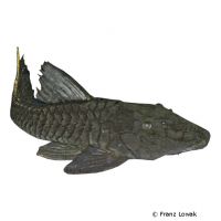 Orinoco Pinecone Pleco L152 (Pseudorinelepis sp. 'L152')