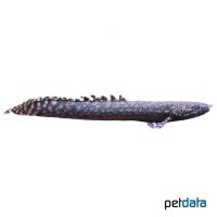 Ornate Bichir (Polypterus ornatipinnis)