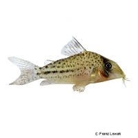 Orphnopterus Cory (Corydoras orphnopterus)