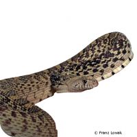 Pacific Gopher Snake (Pituophis catenifer catenifer)