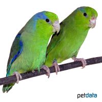 Pacific Parrotlet (Forpus coelestis)