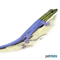 Painted Dwarf Gecko (Lygodactylus picturatus)