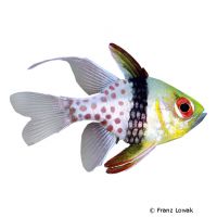Pajama Cardinalfish (Sphaeramia nematoptera)