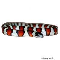 Pale Milk Snake (Lampropeltis triangulum multistriata)