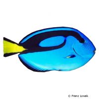 Palette Surgeonfish (Paracanthurus hepatus)
