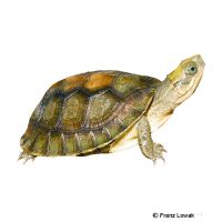 Pan's Box Turtle (Cuora pani)