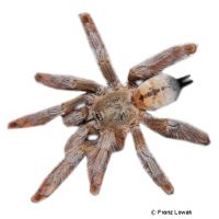 Panama Blonde Tarantula (Psalmopoeus pulcher)