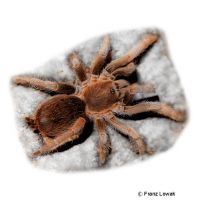 Panama Gold (Aphonopelma belindae)