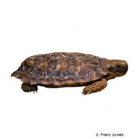 Pancake Tortoise (Malacochersus tornieri)