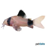 Panda Cory (Corydoras panda)