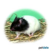 Panda Golden Hamster (Mesocricetus auratus 'Panda')