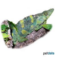 Panther Chameleon (Furcifer pardalis)