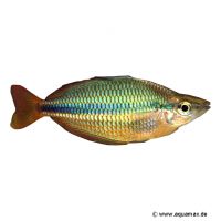 Pappan Creek Banded Rainbowfish (Melanotaenia trifasciata 'Pappan Creek')