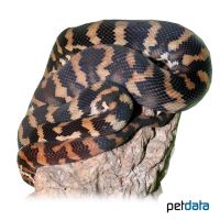 Papuan Carpet Python (Morelia spilota harrisoni)