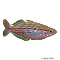 Papuan Rainbowfish (Melanotaenia papuae)