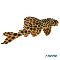 Para Pleco (Peckoltia sabaji)