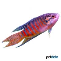 Paradise Fish (Macropodus opercularis)