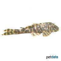 Paraguay Pleco (Hypostomus latifrons)