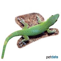Parker's Day Gecko (Phelsuma parkeri)