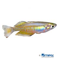 Parkinson's Rainbowfish (Melanotaenia parkinsoni)
