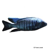 Parvus Malawi Cichlid (Copadichromis parvus)