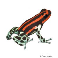 Pasco Poison Frog (Ranitomeya lamasi)