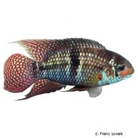 Patrick's Cichlid (Aequidens patricki)