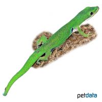 Peacock Day Gecko (Phelsuma quadriocellata)