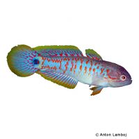 Peacock Goby (Tateurndina ocellicauda)