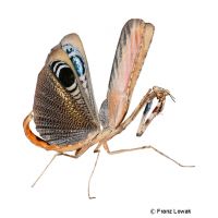 Peacock Praying Mantis (Pseudempusa pinnapavonis)