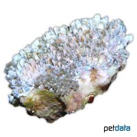 Pearl Bubble Coral (LPS) (Physogyra lichtensteini)